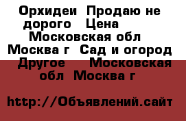 Орхидеи. Продаю не дорого › Цена ­ 200 - Московская обл., Москва г. Сад и огород » Другое   . Московская обл.,Москва г.